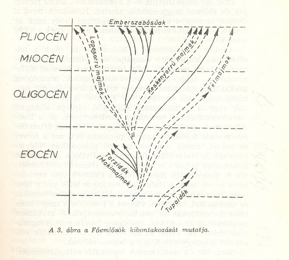 79 Pliocén-kor végén érik el: Afrikában, Indiában, mindig trópusi vagy szubtrópusi zónákban. Jegyezzük meg ezt az időt és ezt az eloszlást, mert tanulságot rejtenek magukban.