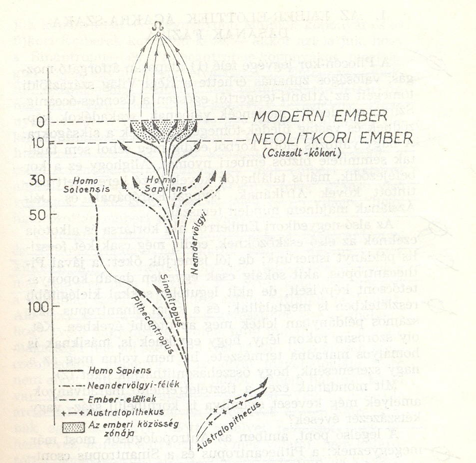 98 A 4.ábra vázlatosan szimbolizálja az emberi Réteg kifejlődését. A bal oldalon lévő számok az ezred-éveket jelzik, a minimumot jelképezik; bizonyára legalábbis megkétszerezni kellene őket.