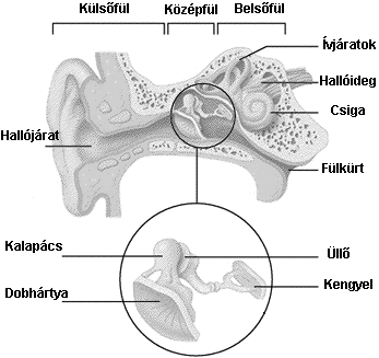3 1. ábra: A fül anatómiai felépítése. (Forrás: www.fulspecialista.hu.) A hanghullám, pontosabban a hangnyomás a fülkagylóból a külső hallójáratba kerül, azaz egy kb.