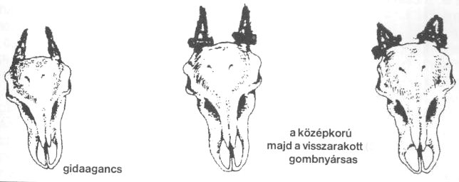 Agancs Első, születési év (0 éves): csak őznél - gidaagancs Másodfüves bika (1 éves): koszorú/rózsa nélküli csap