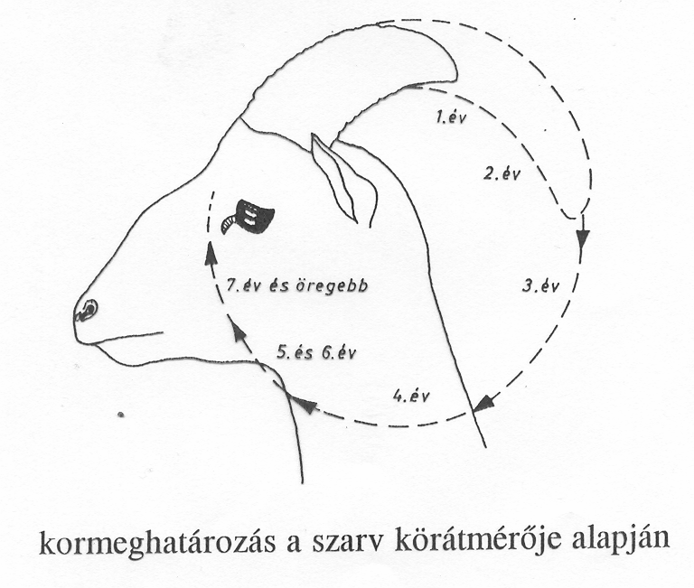 Szarv (muflon) Hossznövekedés: a korral csökkenő intenzitás