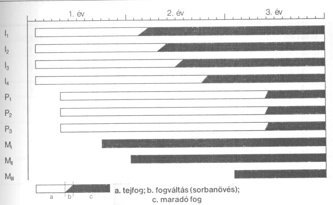 Fogak A fogváltás - a végleges fogak megjelenéséig használható GÍM: 28-29