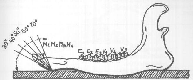 60 ; 5 éves: 63 ; 6 éves: 65 ; 7 éves: