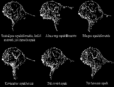 Fontos testméretek: Törzshossz / marmagasság: - 1/1 Arcorrhossz / fejhossz: 3,5/10 Mellkasmélység / marmagasság: 4,5/10 Mellkasszélesség / marmagasság: 3,3/10 Övméret / marmagasság: 12,5/10 Fülhossz