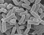 Mikrobiológiai terápia Kedvező mikrobiológiai egyensúly kialakítása acidofil baktériumok rendszeres bevitelével
