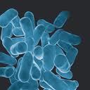 Lactobacillus acidophilus Bifidobacterium bifidum