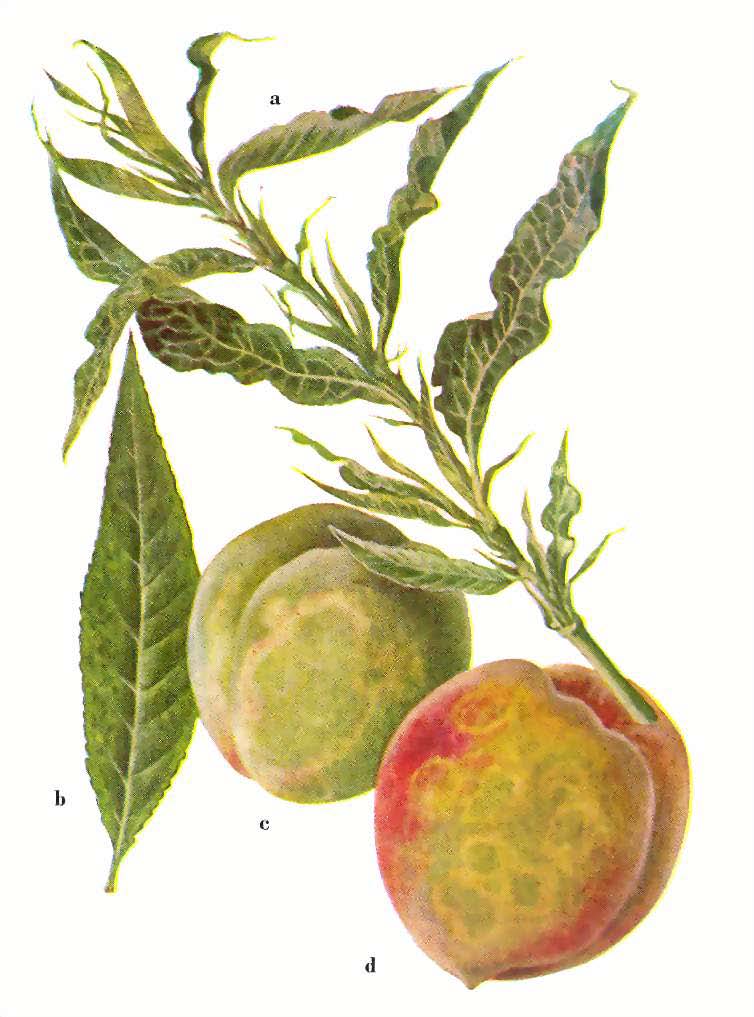 Őszibarackhimlő (plum pox vírus) Gazdanövényei: szilva, kajszi, őszibarack A levélen és a gyümölcsön van