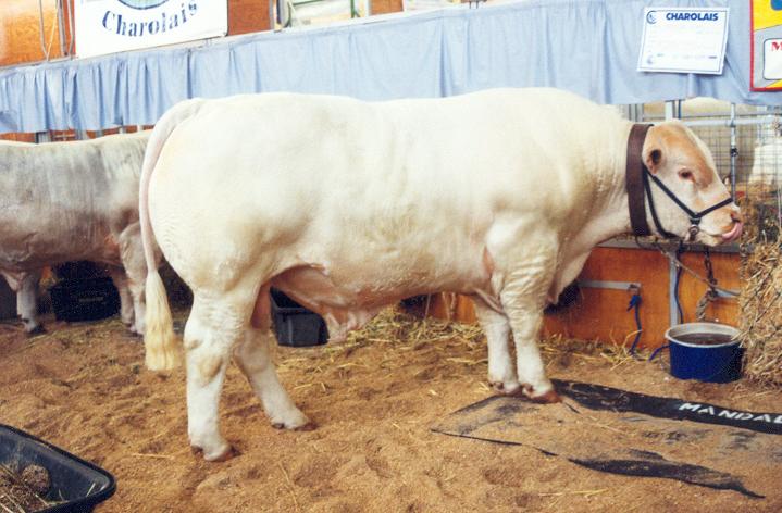 kép Charolais bika