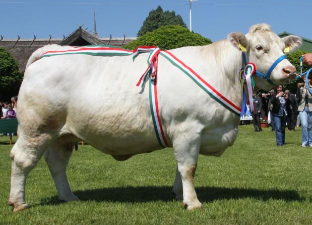 kép Az Abaúji Charolais Zrt.