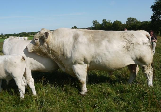 : Charolais Optimal 6. és 7.