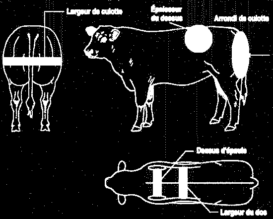 Comb szélesség Ágyékvastagság Comb kerekedettség