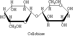 A β-glikozidos kötés következtében a két gyűrű térbeli elhelyezkedése megközelítően lineáris.