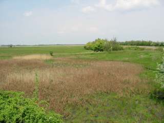 6. kép - Másodlagos mocsárrét, háttérben az Agrostio- Alopecuretum társulás Szegélyében megfigyelhetı a keskenylevelő gyékény (Typha angustifolia) is, de e faj még nem alkot nagy kiterjedéső