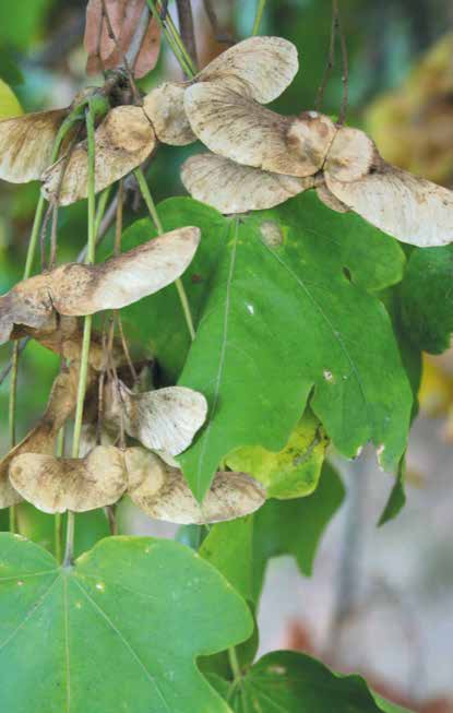 Tudományos nevében (Acer campestre) is megjelenik a mezei - campestre fajnév, ami arra utal, hogy ez a faj gyakran a síkvidékek, alacsonyabb régiók mezőkkel ölelt kisebb erdőfoltjaiban,