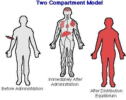 Két-rekeszes modell A gyógyszer a centrális kompartmentet (pl. vérpálya) elhagyja és bejut a perifériás kompartmentbe (pl. célszerv).