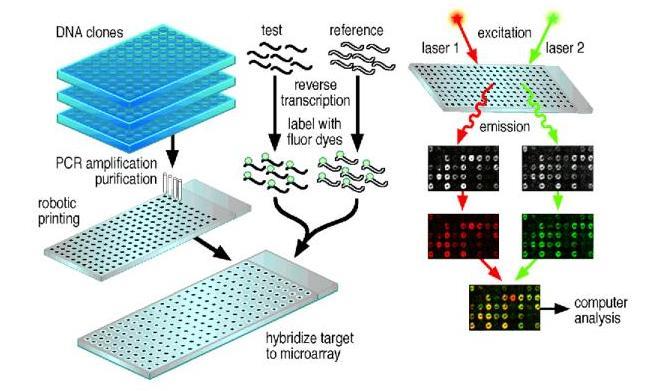 Microarray