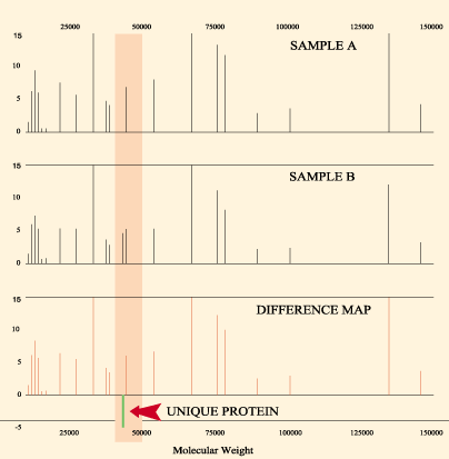 Fehérje felfedezés, biomarker keresés 2 szérum minta cseppentése, (beteg-egészséges /