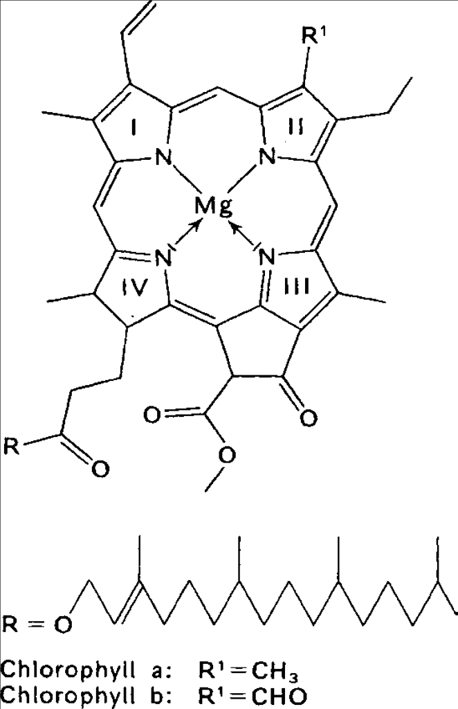 klorofillok Mg feofitin a és b olajbarna klorofillok Mg +