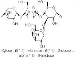 Poliszacharidok - Cellulóz Nem redukáló vég redukáló vég - Hemicellulóz (pentozánok) - Pektinek Xilóz β(1,4) mannóz β(1,4) glükóz α(1,3)