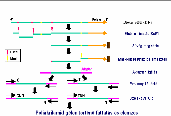 21 Anyag és módszer 12 C-on, majd egy órán keresztül 22 C-on inkubáltuk. A cdns-t a QIAquick spin oszloppal (Qiagen) tisztítottuk. 3.