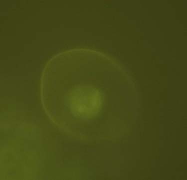 : Pro 35S : FaRingH2-GFP, E., F.