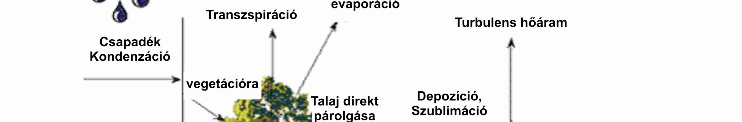 4. ábrán is látszik, a modell általunk használt-változata, egy lombkoronaszinttel rendelkezik, a prognosztikus változói pedig a következők: talajhőmérséklet és talajnedvesség a