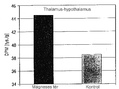 7. ábra Thalamus-hypothalamus patkányok