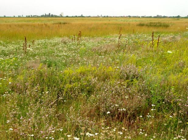 megerősödését akadályozza meg - löszgyep keverék: barázdált csenkesz (Festuca rupicola) + magyar/árva rozsnok (Bromus inermis) + keskenylevelű perje (Poa angustifola) ~ 2:1:1 - szikesgyep keverék: