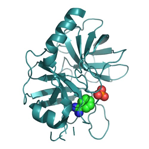 Enzimek jellemzése! kimotripszin! S195, H57, D102! szubsztrát-kötő zseb aktív centrum katalitikus hely katalitikus aminosavak kémiai szerep v.
