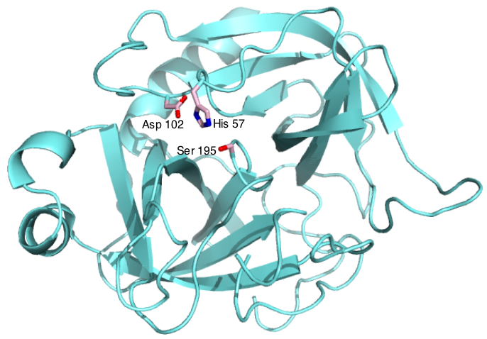 Proteolitikus enzimek A hasított kötés helye szerint: a) endopeptidázok b) exopeptidázok A katalitikus oldallánc alapján: a) szeril proteinázok b) ciszteinil