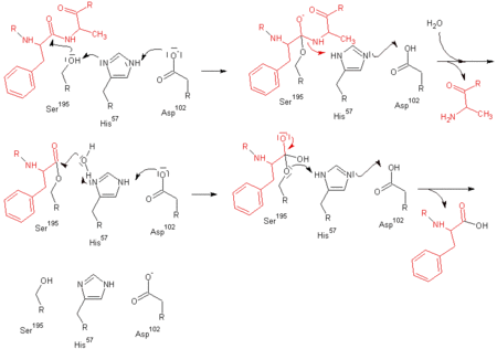 Peptidkötés-hasítás - mechanizmus