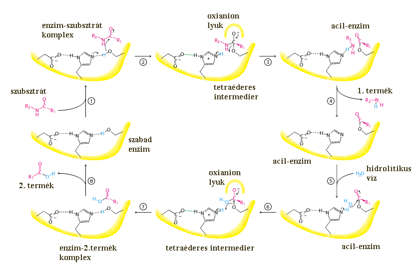 2. ábra A szerin proteázok általánosan elfogadott katalitikus mechanizmusa a kimotripszin peptidhidrolízisén bemutatva. A reakciónak két fázisa van. Az acilezési fázisban (1-4.