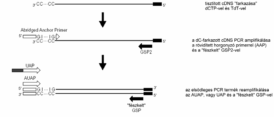 A cdns szintézist követően az egyszálú termék mellől el kell távolítani a szintéziskor be nem épített dntp-ket és GSP1 oligonukleotidokat.