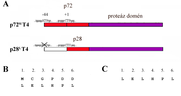 9. ábra A: Az eukarióta sejtek transzfekciójához használt konstrukciók vázlatos felépítése, kiemelve a transzláció iniciációs helyként szolgáló kodonokat és a 28, illetve 72 aminosav hosszúságú