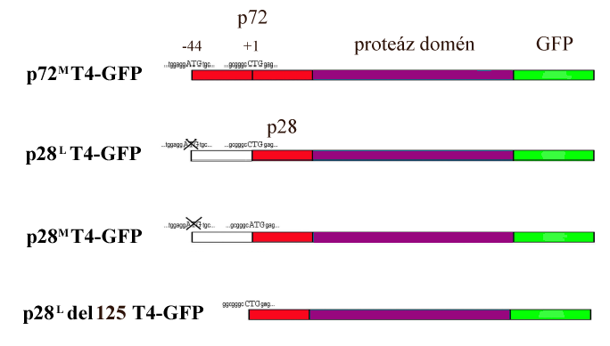 10. ábra Az emlős sejtek transzfektálásához használt néhány GFP-fúziós humán tripszin 4 konstrukció vázlatos felépítése, kiemelve a transzláció iniciációs startként szolgáló bázishármasokat (-44ATG,