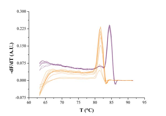 15. ábra A humán tripszinogén 4 (narancssárga) és β-aktin (lila) specifikus primerekkel amplifikált PRC termékek olvadási görbéje.