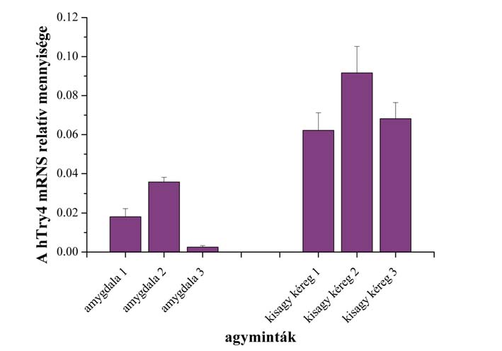 16. ábra A humán tripszinogén 4 mrns relatív mennyiségének összehasonlítása azonos agyterületekből származó párhuzamos mintákban.