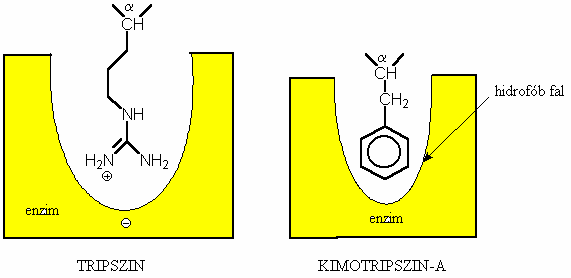 melynek szomszédságában pl. fenilalanin van. Ez illeszkedhet a hidrofób falhoz az enzim felületén.