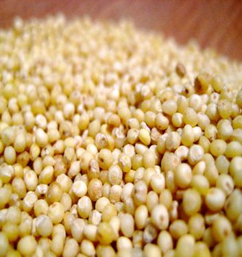 míg a szénhidráttartalma kisebb a hagyományos gabonaféléknél. A quinoa (Chenopodium quinoa) a köleshez leginkább hasonlító, egynyári növény.