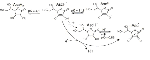 és egy molekula dehidro-aszkorbinsavat (24. ábra). Ez utóbbi vegyületet a tioredoxin-reduktáz enzim szintén aszkorbinsavvá redukálja (May et al., 1997).