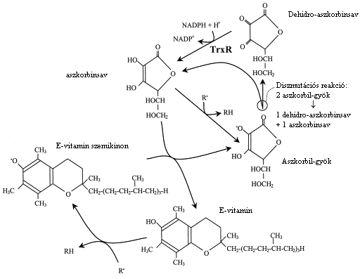 aszkorbinsav monoaszkorbát anionja vesz részt. A termékek között így az aszkorbil-gyök (Asc. - ) szerepel. Az E-vitamin regenerálását a glutation is elvégezheti (9. reakció).