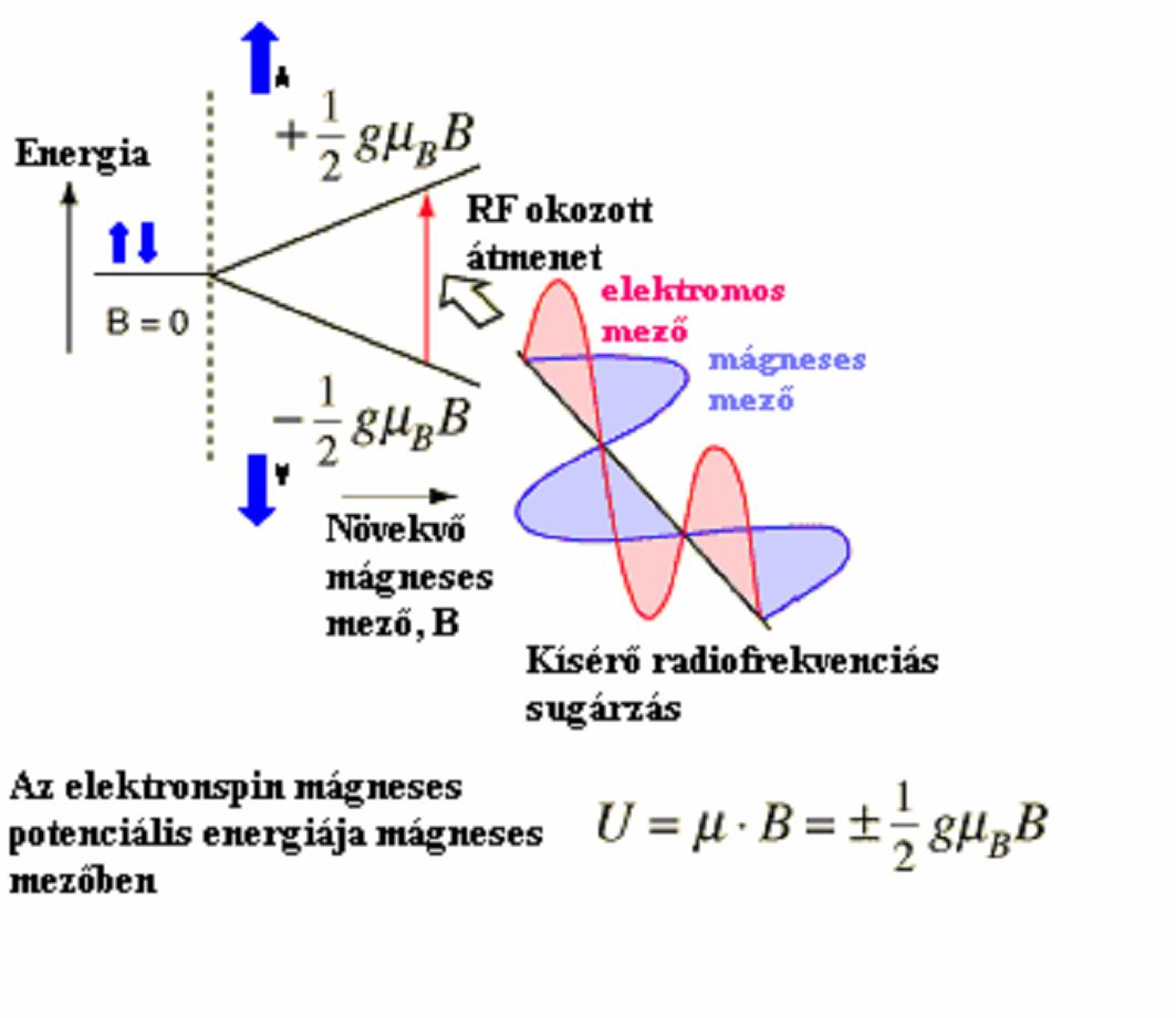 32. ábra Az ESR készülék blokkdiagramja (Jeney-Nagymáté, 2004) A klisztron által előállított mikrohullámú sugárzás bejut az üregrezonátorba, ahol a vizsgálandó minta található.