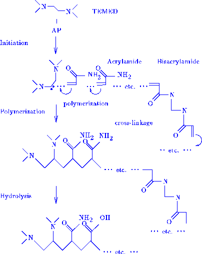 PAGE készítése Akrilamid és N,N -metilén-biszakrilamid vizes oldatának megfelelő arányú elegyét perszulfát iniciátor és TEMED katalizátor kis mennyiségének jelenlétében öntik két üveglap vagy