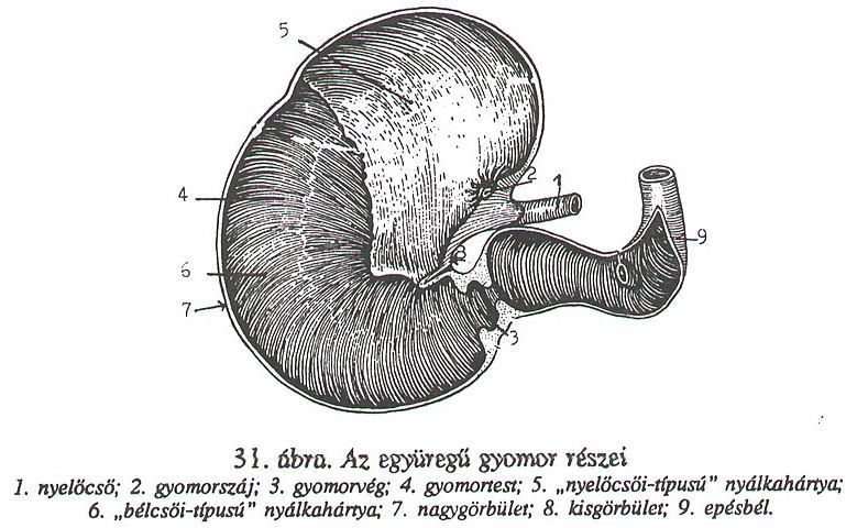 13. Ismertesse az emlősök emésztőkészülékének felépítését