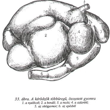 A kérődző állatok emésztési sajátosságai Kérődzés Elfogyasztott takarmány bendőbe szájba bendőbe Néhány hetes kortól Naponta 6-8 óra 80-180 l nyálat termel naponta Nyáltermelés függ: takarmány