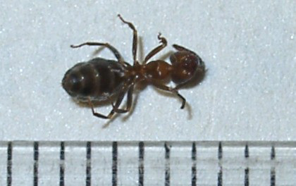 Kis fekete kerti hangya A képen látható az egyik kedvenc hangyánk, amely az előző tanulmányt ihlette, legalábbis részben. Ez az állat hatalmas karavánokban közlekedik a lakásban, rejtelmes célból.