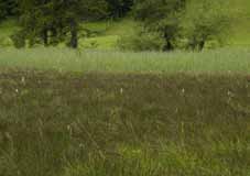 Its most characteristic habitats are calcareous fens without grassland management and unfertilized fen meadows with one cut every year in September or October.