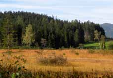 Usually, the calcium saturation in the peat is very high. Liparis l. does not tolerate an early and frequent mowing, grazing or trampling.