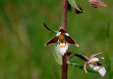 Action plans will be developed for the Calcareous fens with Cladium mariscus and Alkaline fens of the Caricion davallianae habitats.