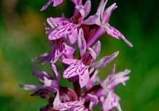 Unlike raised bogs, the water is affected by alkaline geological substrates such as limestone, dolomite or substrate-based gravel.